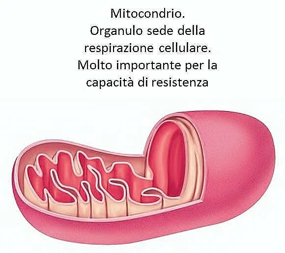 Mitocondrio