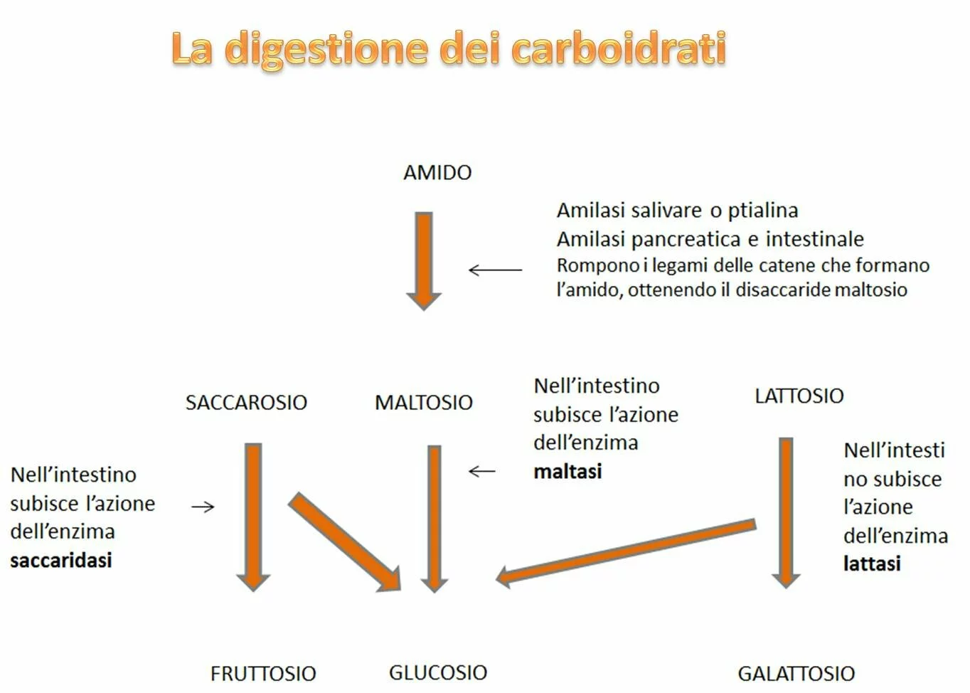 I passaggi della digestione dei carboidrati