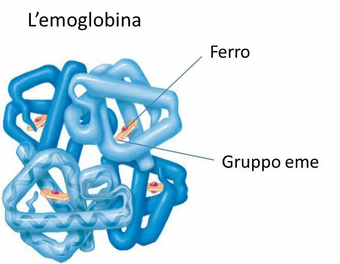 Struttura dell'emoglobina