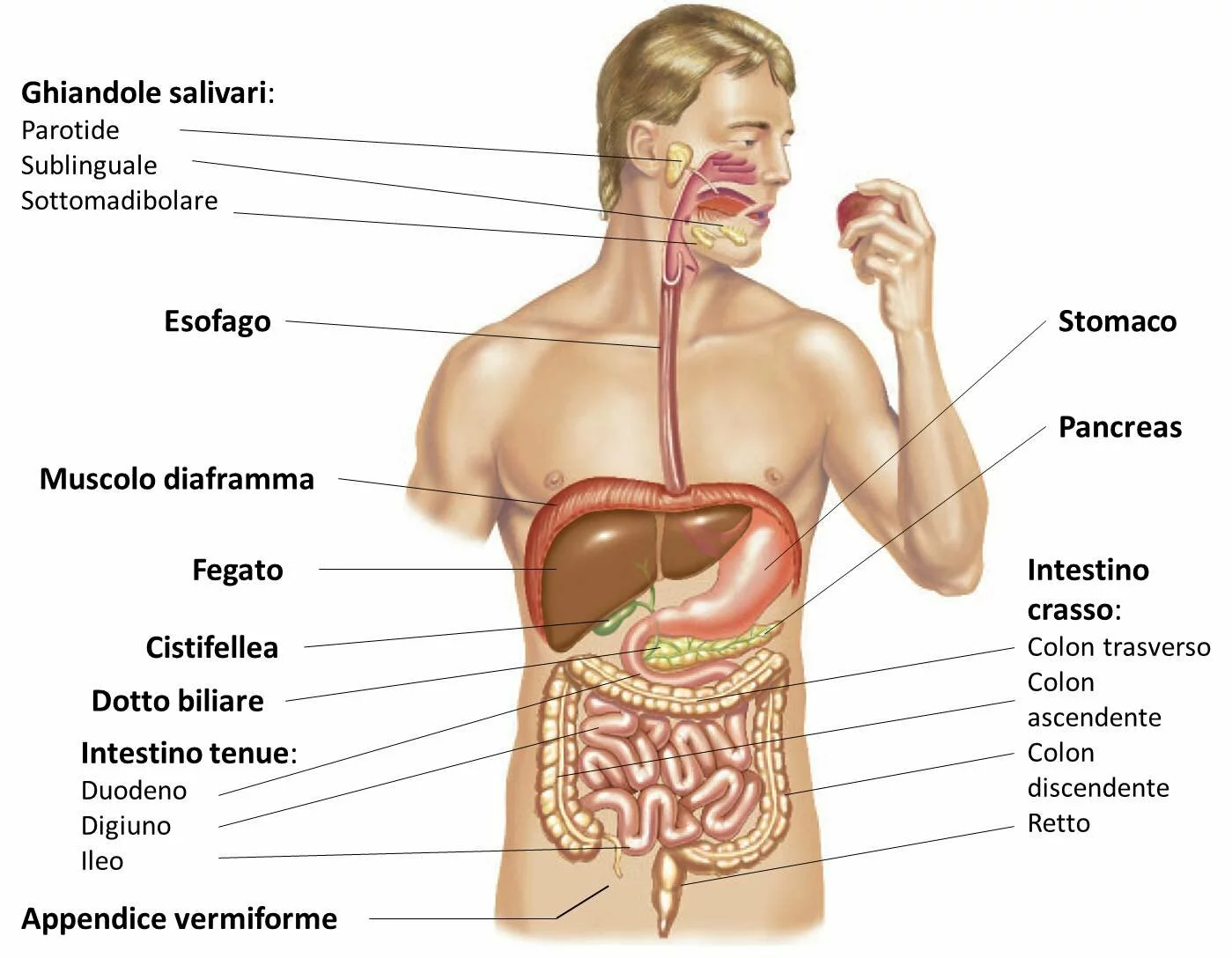 I vari organi dell'apparato digerente