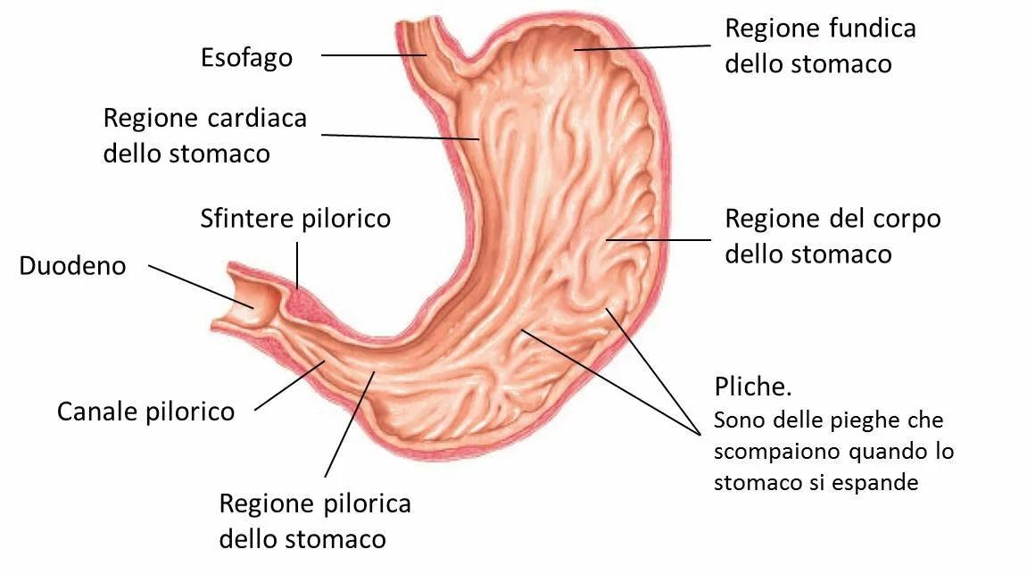 Le regioni dello stomaco