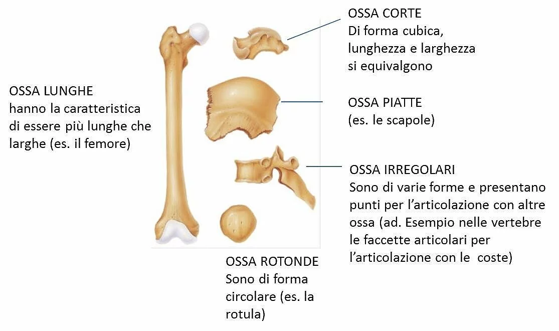 Classificazione delle ossa in base alla loro forma