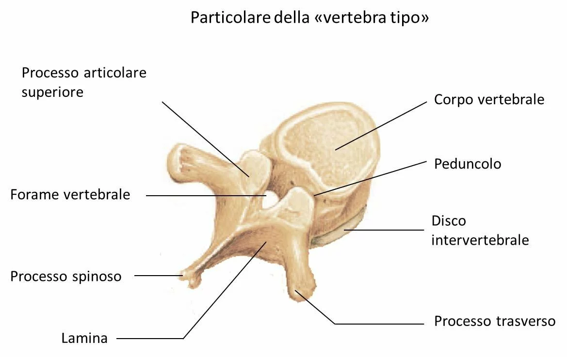 Particolare della vertebra tipo