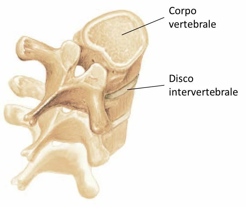 Particolare della colonna vertebrale