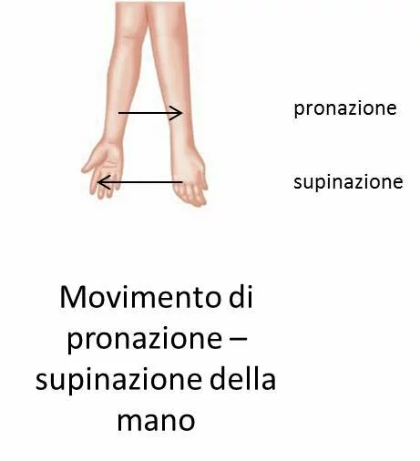 Il movimento di pronazione/supinazione della mano