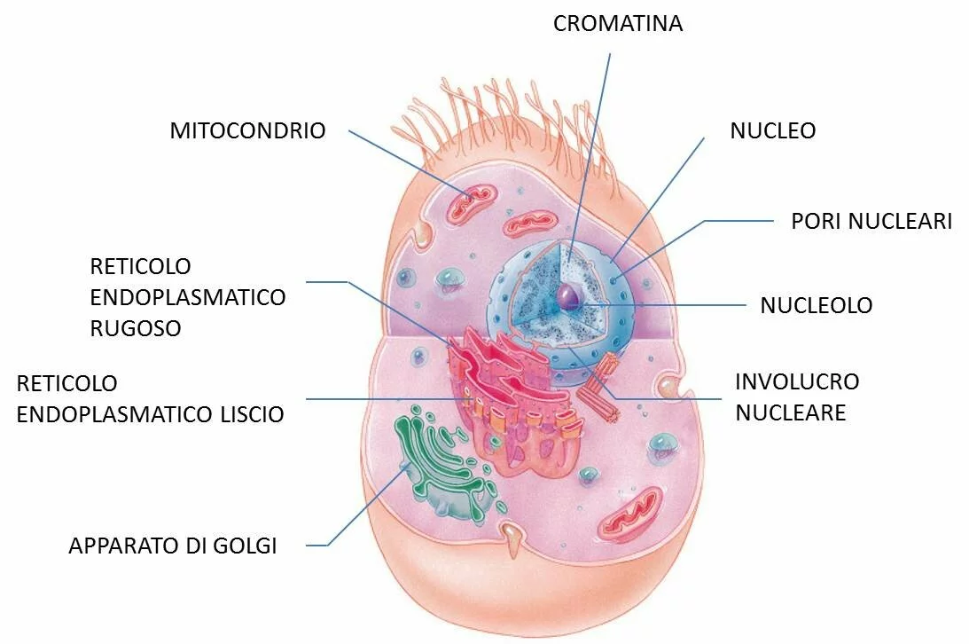 La cellula e i suoi organuli