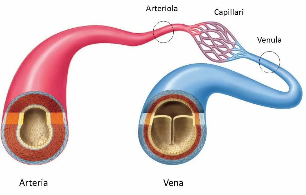 Arterie, arteriole, capillari, venule, vene