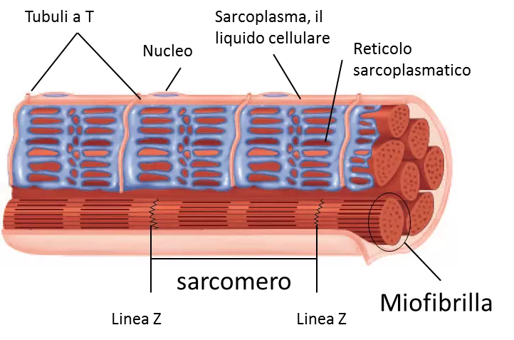 Le strutture della fibra muscolare