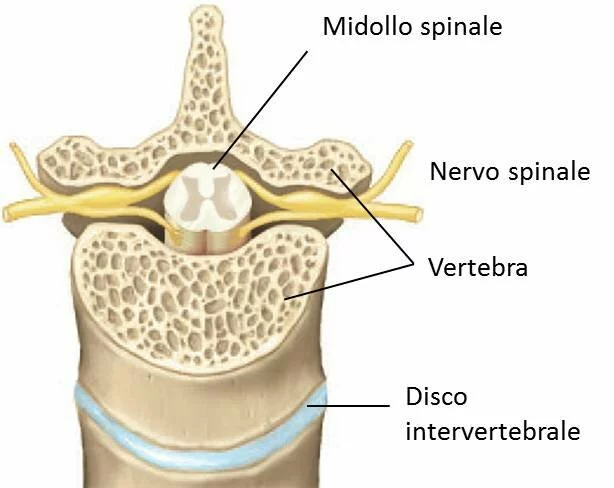 Il midollo spinale nel canale vertebrale