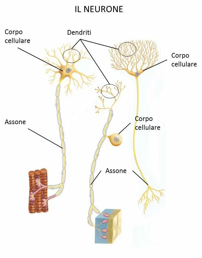 I neuroni